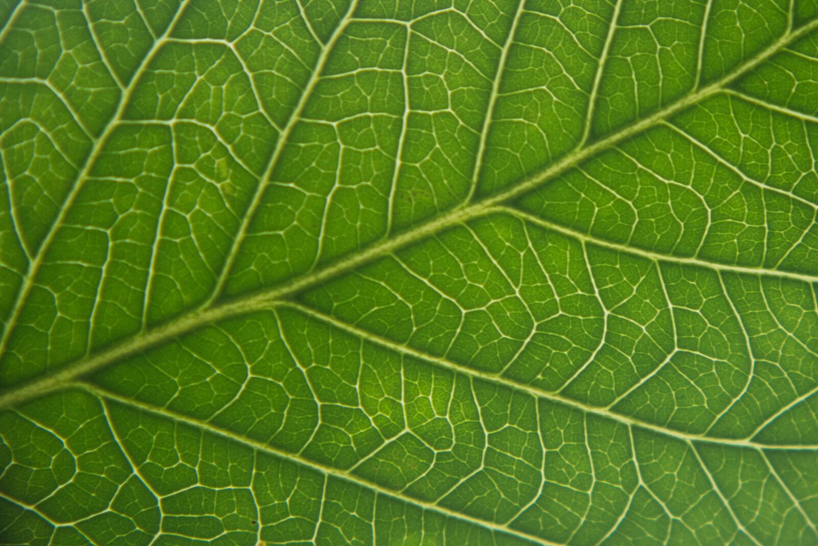 Nikon D7100 sample photo. Leaf, nature, green photography