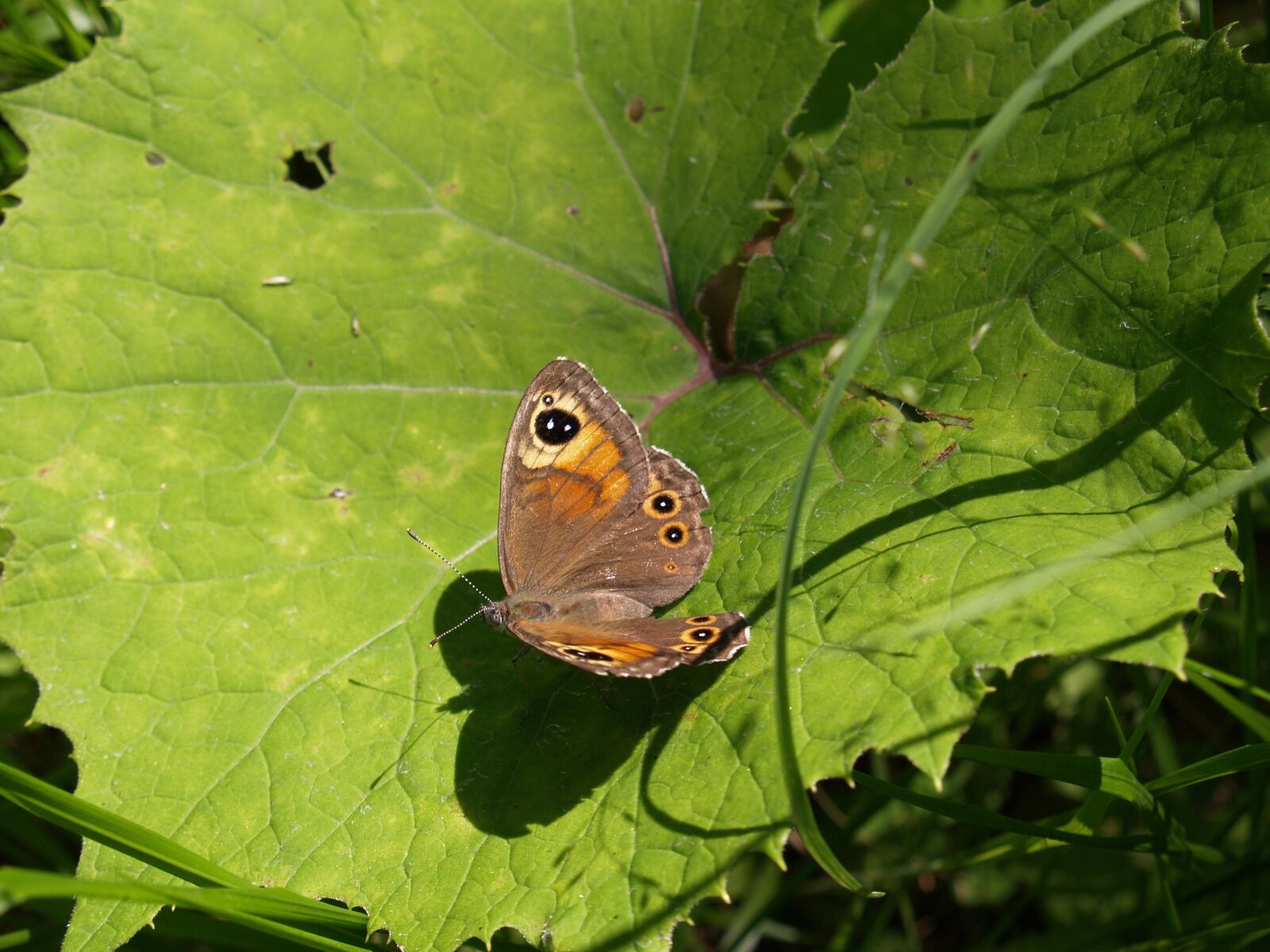 Olympus E-330 (EVOLT E-330) sample photo. Butterfly, summer, insect photography