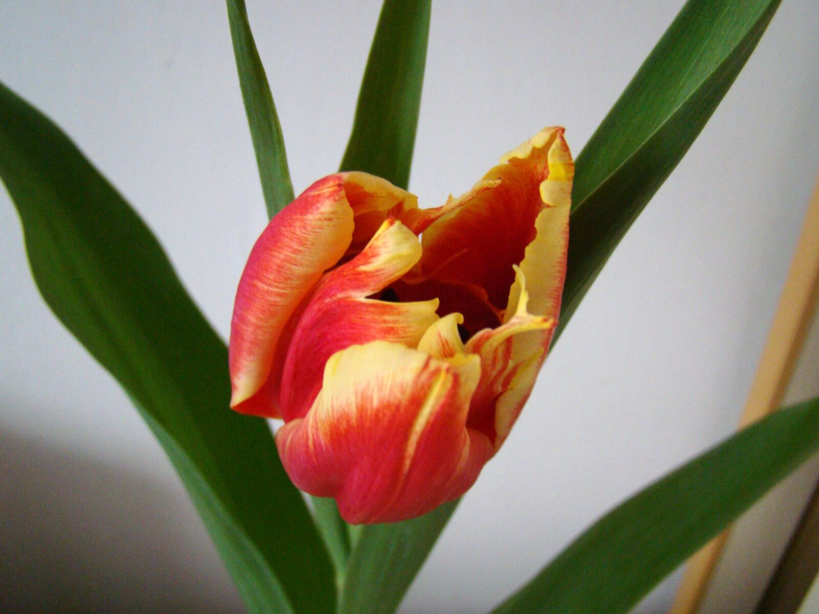 Sony Cyber-shot DSC-H50 sample photo. Tulip, red tulip, flower photography