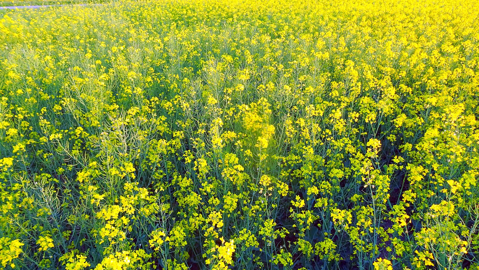 Sony DSC-HX50 sample photo. Field, colza, nature photography