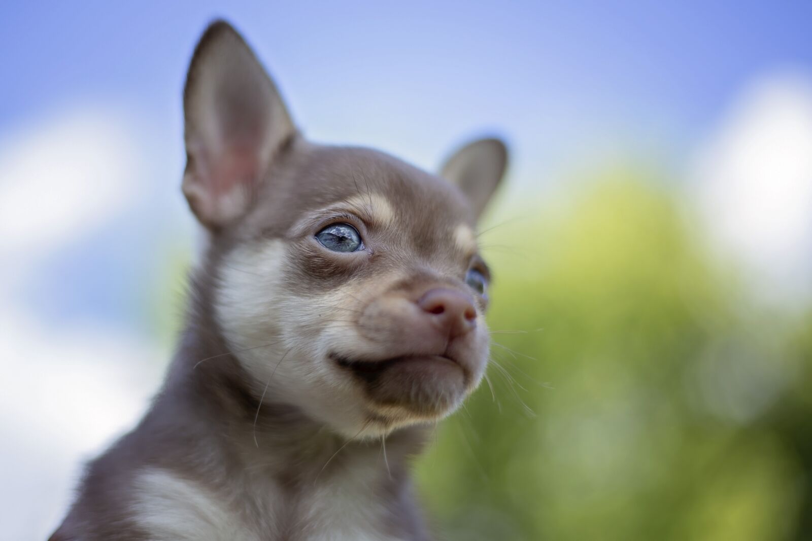 Canon EOS 6D + Canon EF 50mm F1.8 STM sample photo. Chihuahua, dog, poppy photography