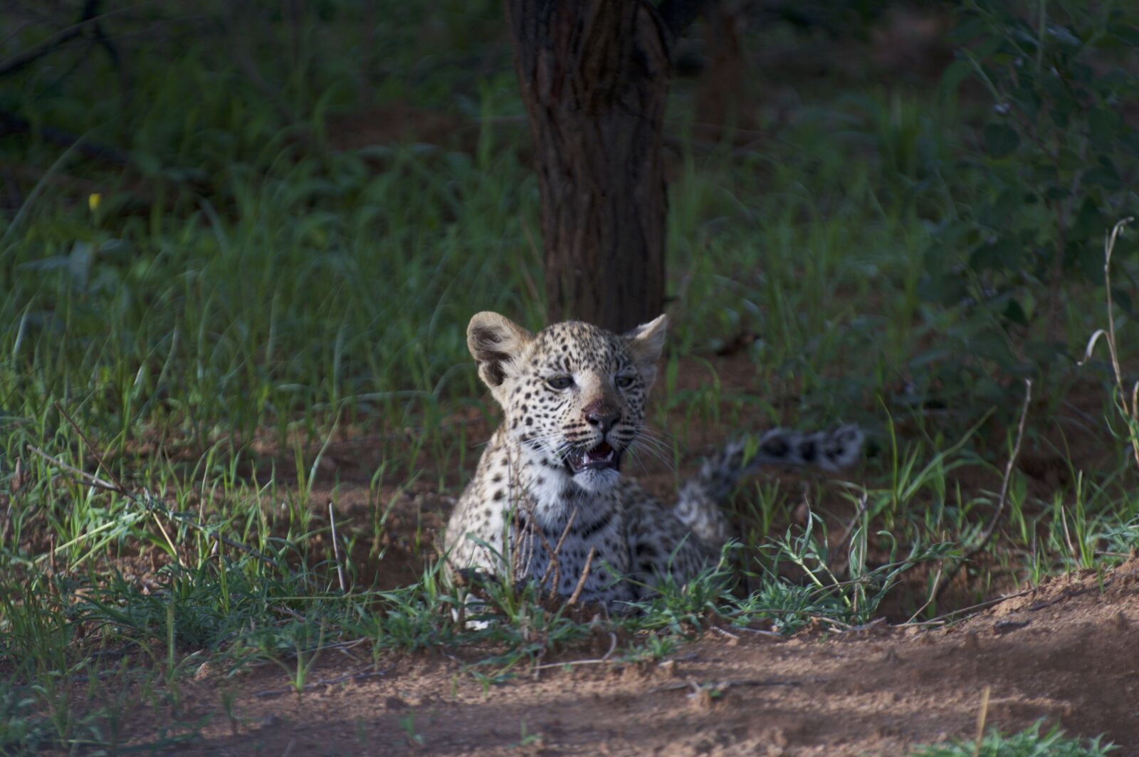 Nikon D300 sample photo. Leopard cub, leopard, cub photography