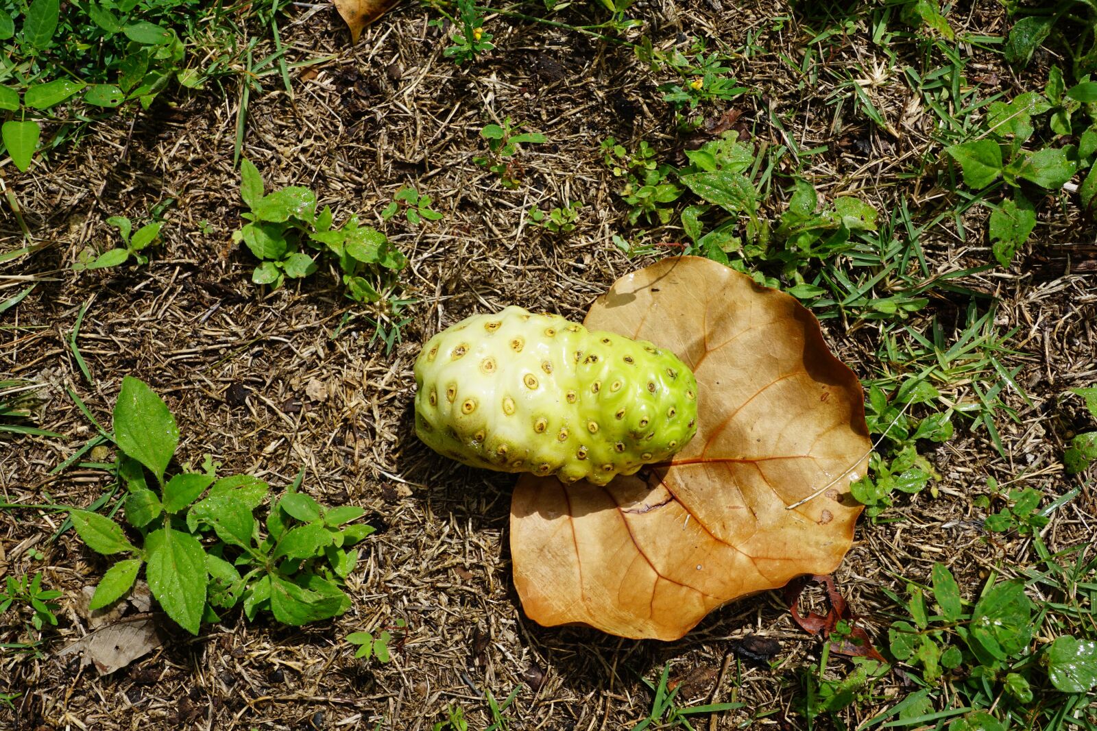 Sony DT 16-50mm F2.8 SSM sample photo. Noni, fruit, exotic photography
