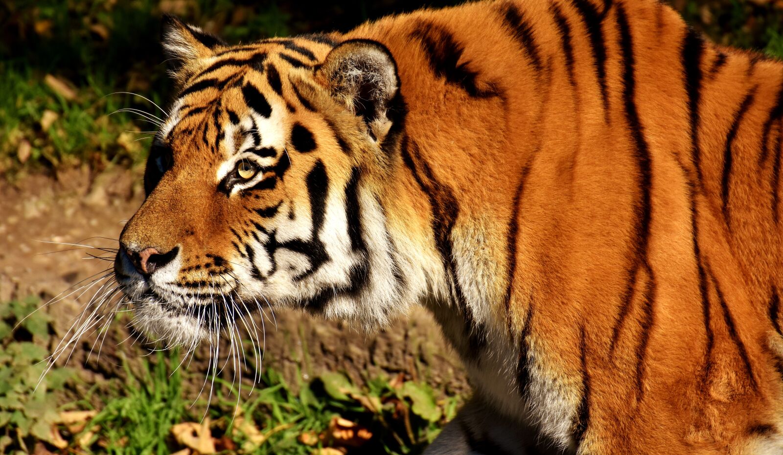 Nikon D7200 sample photo. Tiger, predator, lurking photography