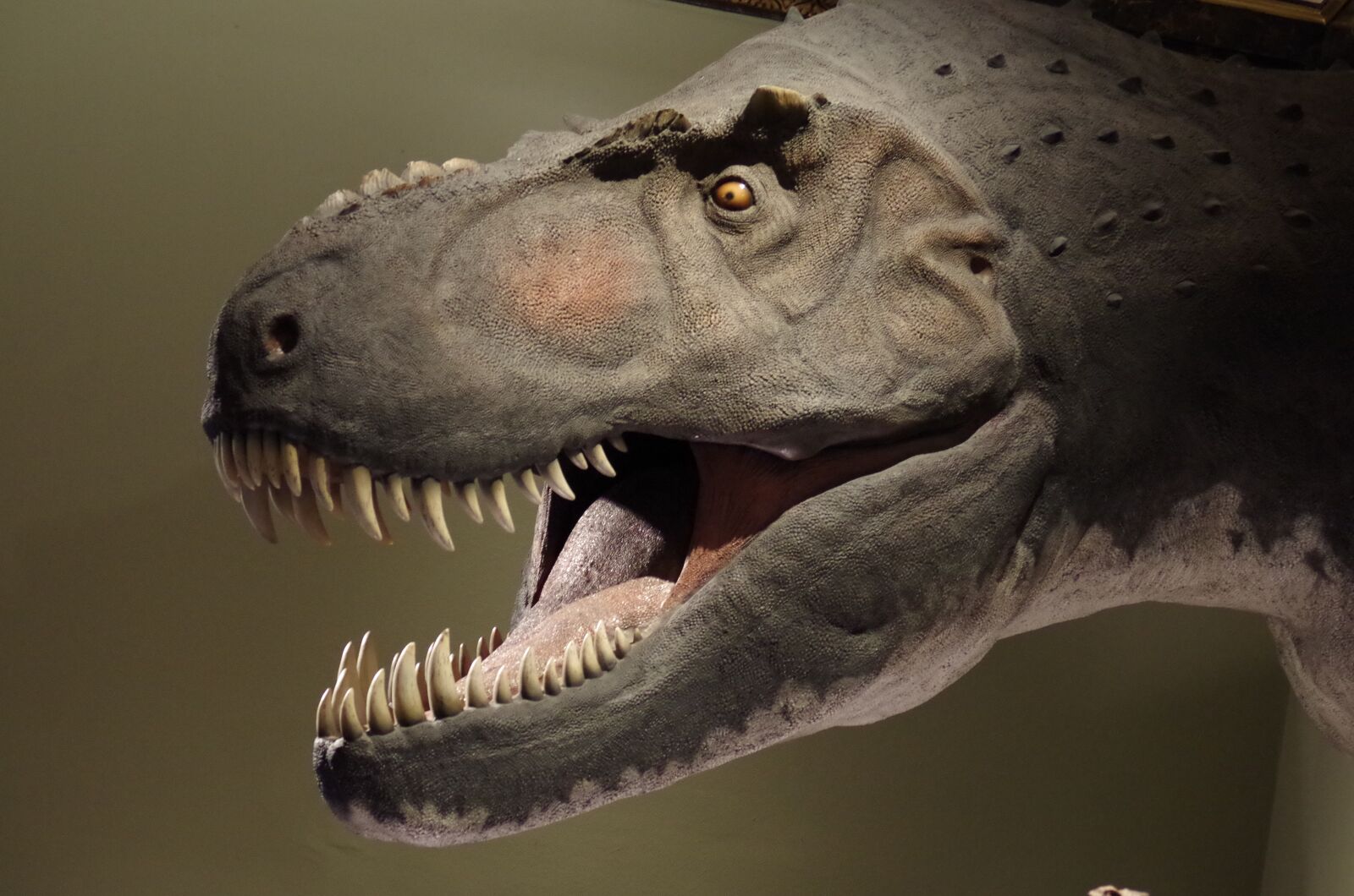 Pentax K-500 sample photo. Dinosaur, rex, t-rex photography