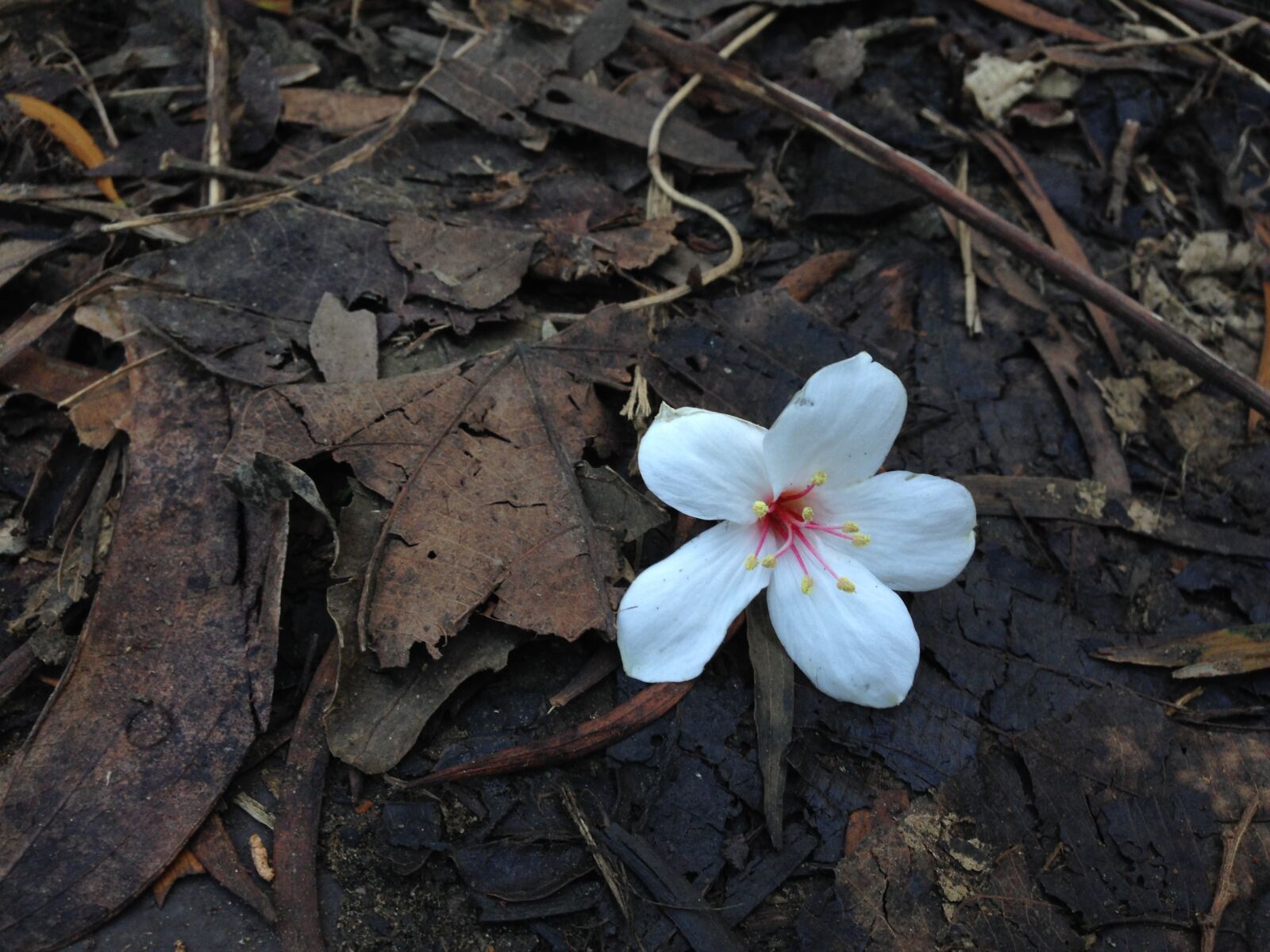 iPhone 5 back camera 4.12mm f/2.4 sample photo. Tung flowers, flower, the photography