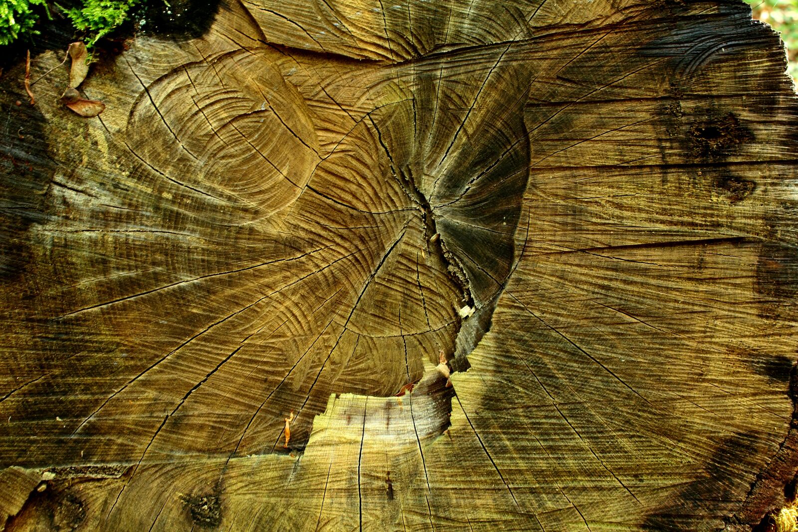 Canon EOS 100D (EOS Rebel SL1 / EOS Kiss X7) sample photo. Wood, strain, tree photography