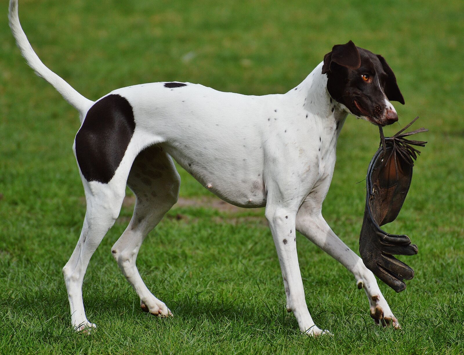 Nikon D3200 sample photo. Dog, wildpark poing, play photography