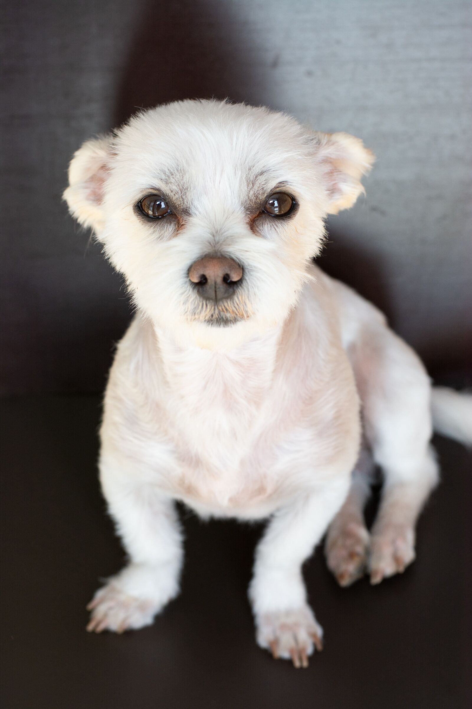 Nikon D7100 sample photo. Dog, white, small photography