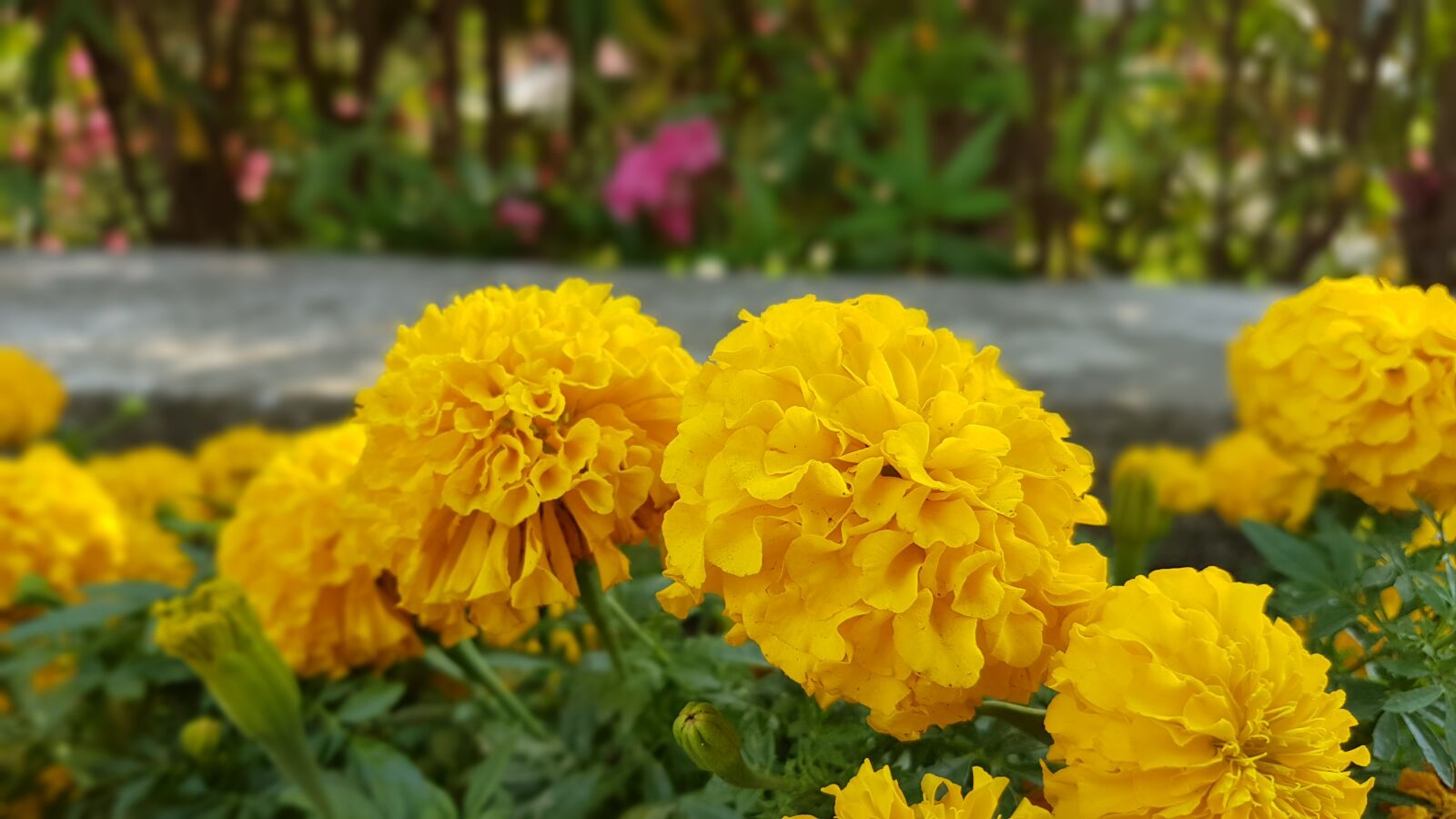 Samsung Galaxy S7 Edge sample photo