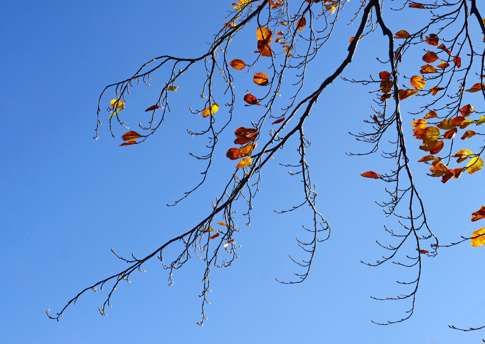 Panasonic Lumix DMC-GX8 sample photo. Autumn branches, brown leaves photography