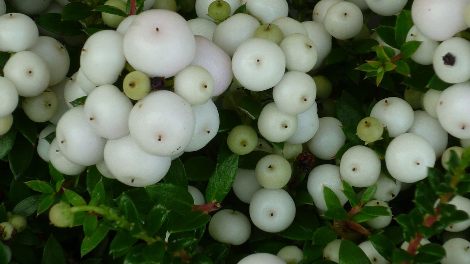 Panasonic Lumix DMC-FS6 sample photo. Snow berry, berries, white photography