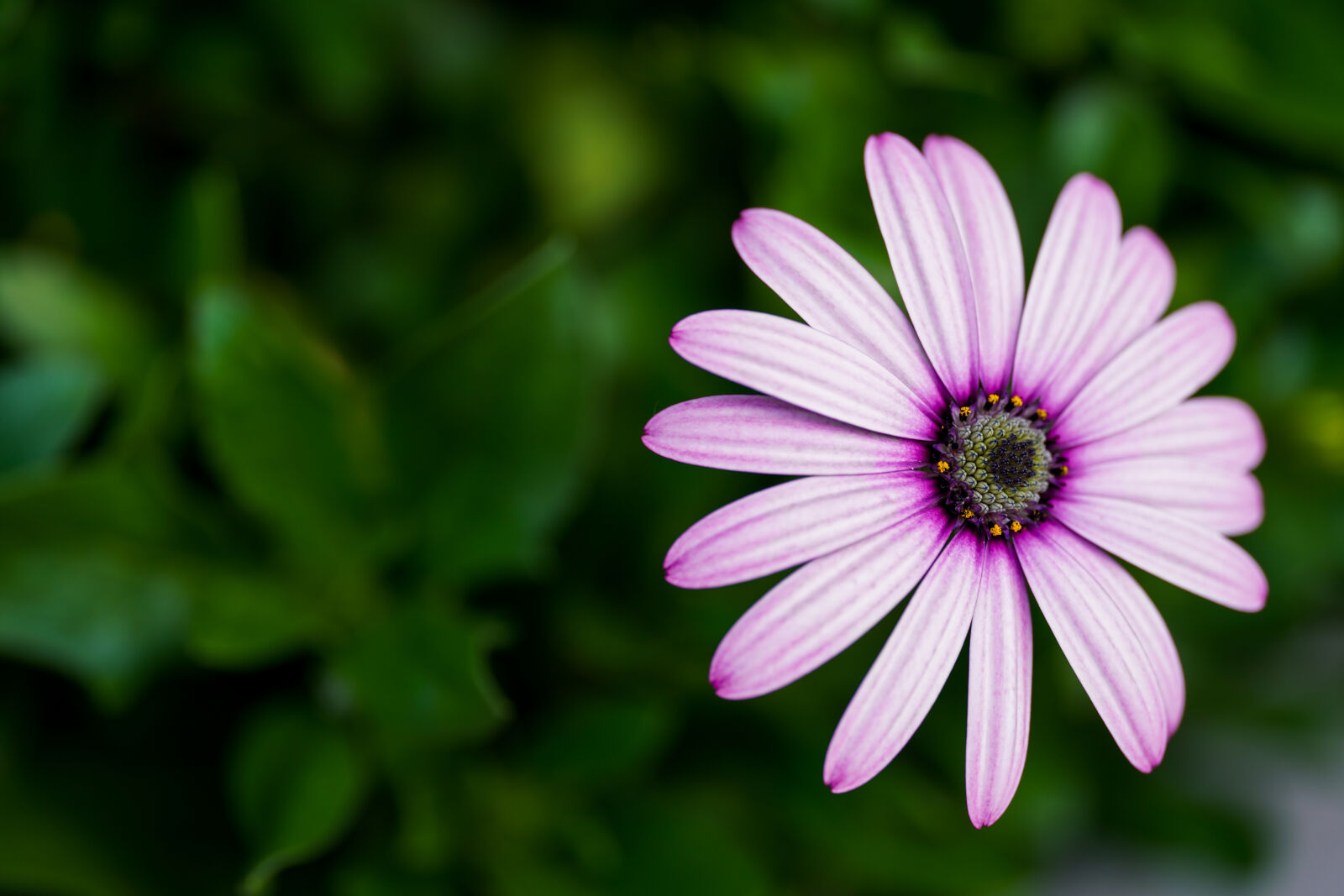 Sigma 105mm F2.8 DG DN Macro sample photo. Flower greenery photography