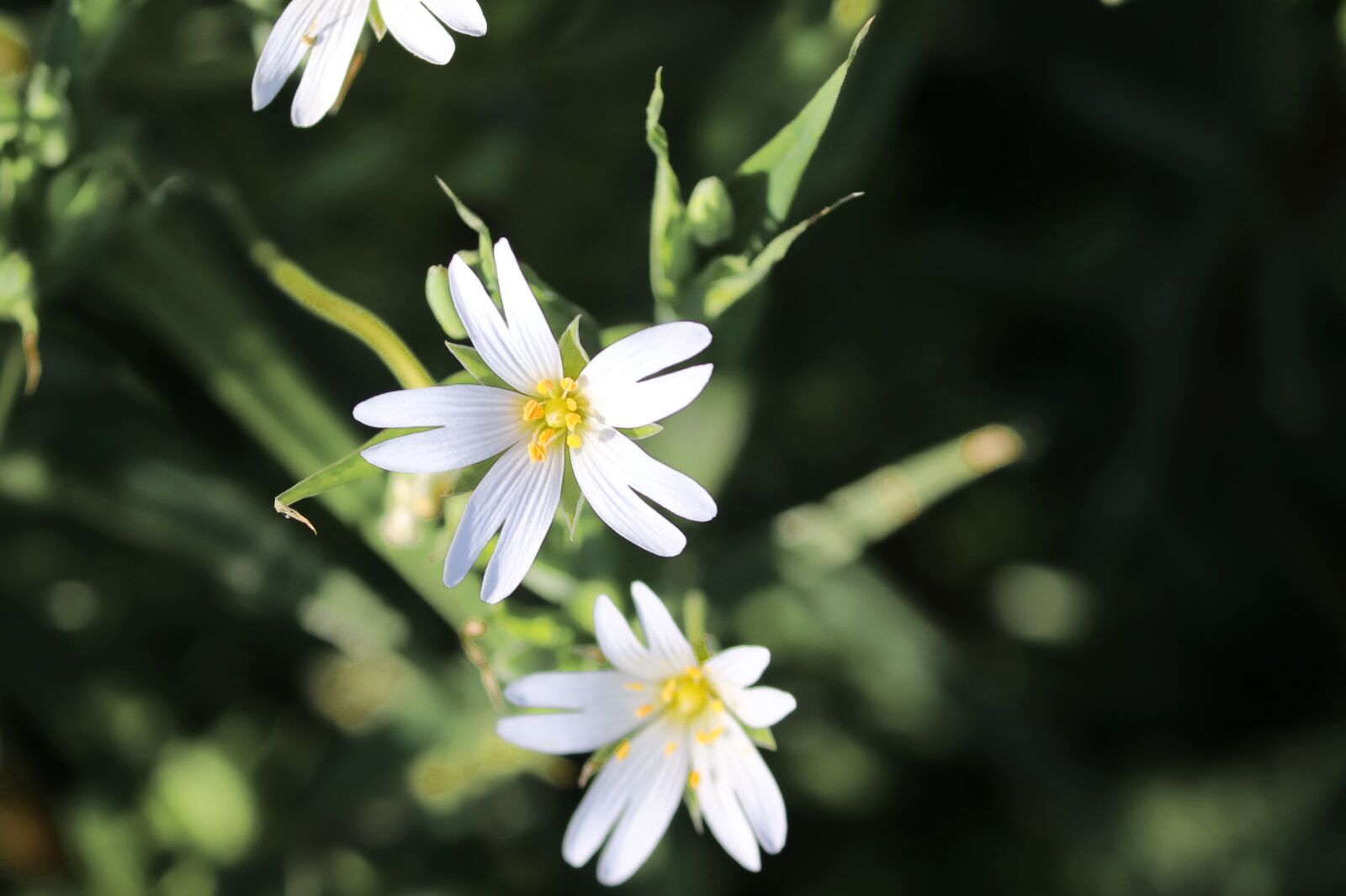 Canon EOS 200D (EOS Rebel SL2 / EOS Kiss X9) sample photo. Flowers grass, stellaria, chickweed photography