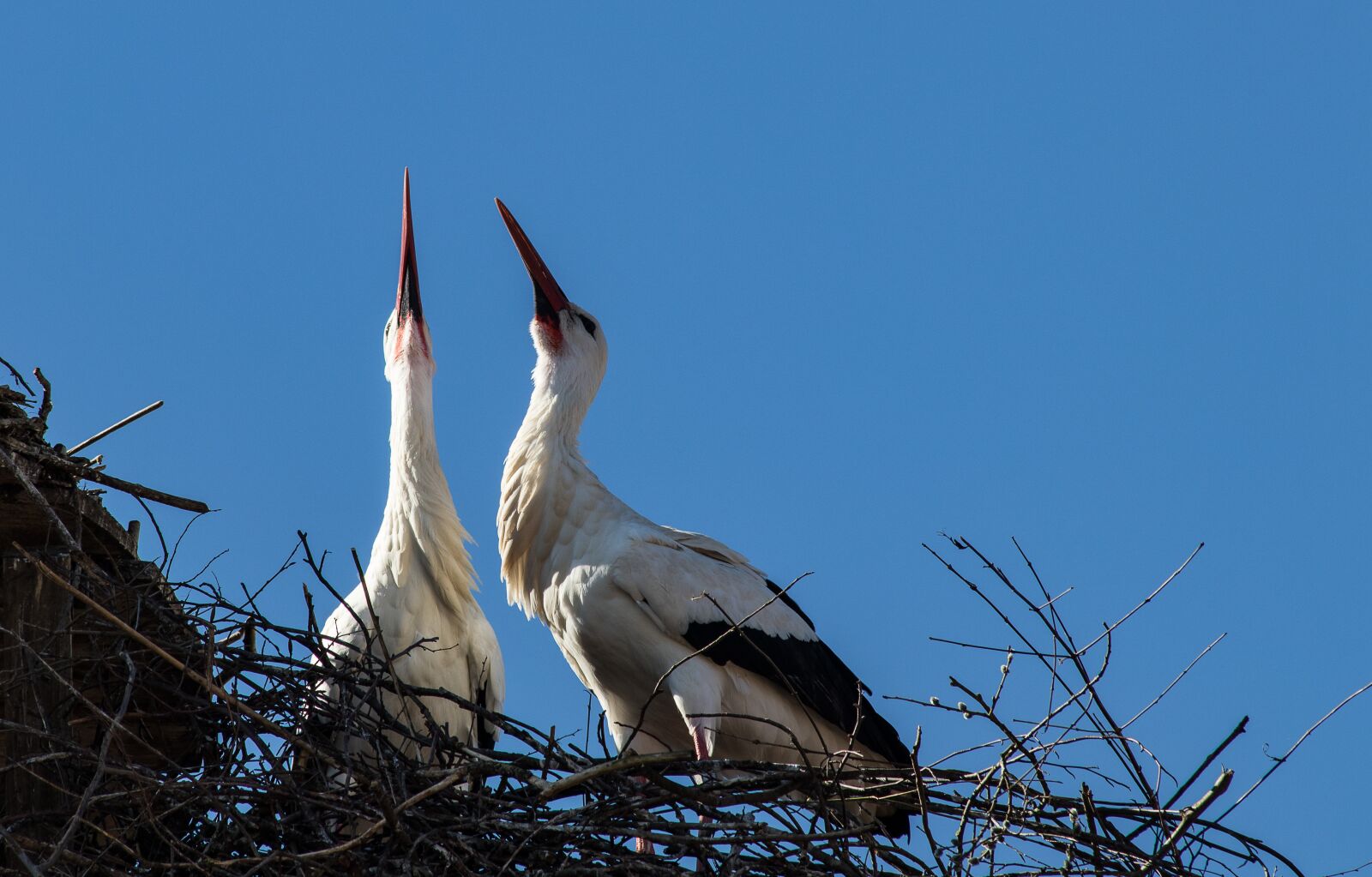 Canon EOS 80D + Canon EF 70-300mm F4-5.6 IS USM sample photo. Stork, storks, bird photography