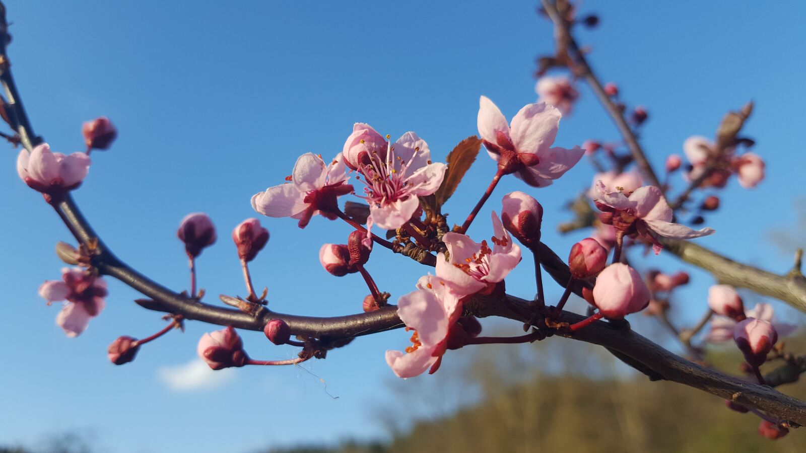 Samsung GALAXY S6 edge sample photo. Bl te, kirsche, fr photography