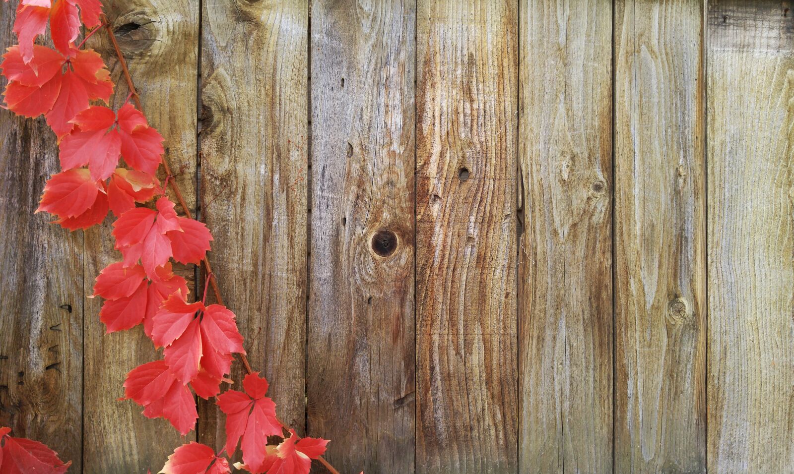 LG G4 sample photo. Vines, autumn, greeting card photography