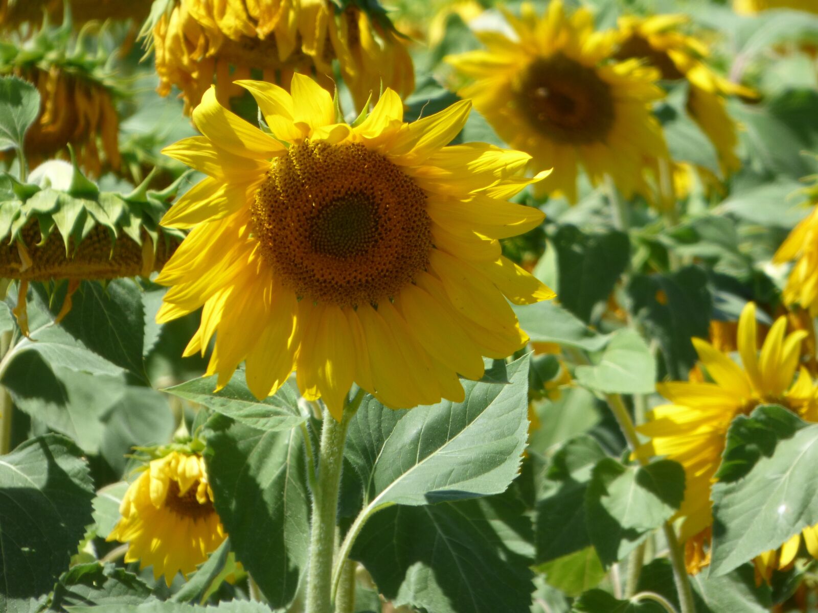 Panasonic DMC-FZ72 sample photo. Flower, sunflower, yellow photography