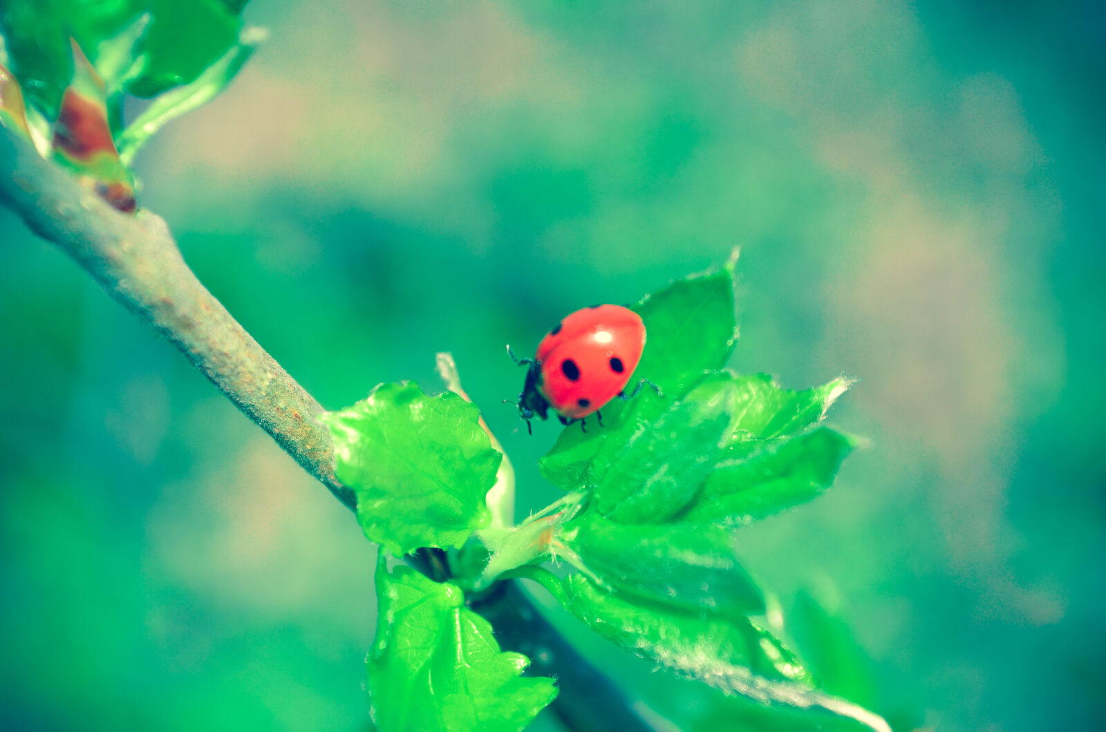 Nikon D5100 sample photo. Branch, ladybug photography