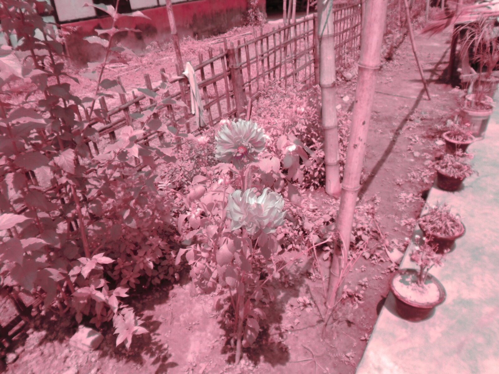 Sony Cyber-shot DSC-W800 sample photo. Beautiful, flowers photography