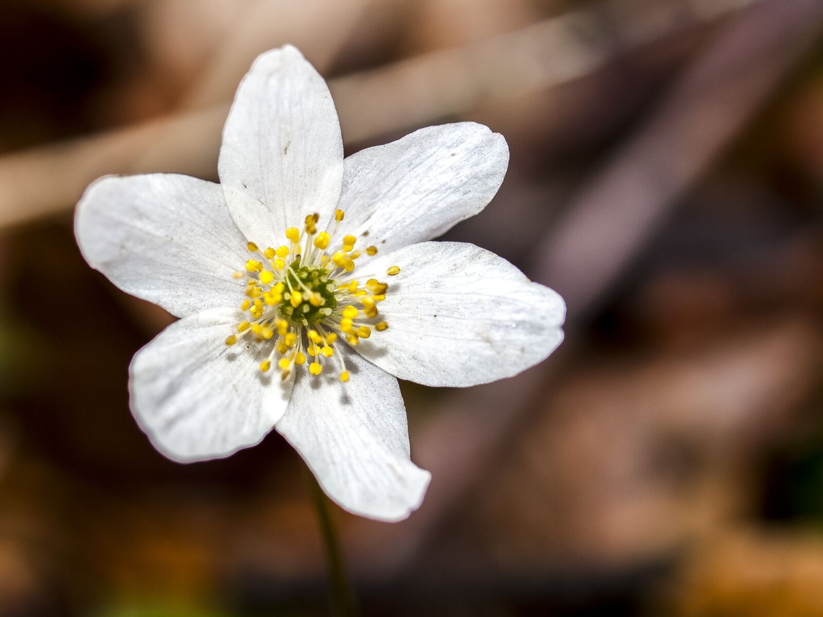 Olympus E-3 sample photo. Wood anemone, anemone, flower photography