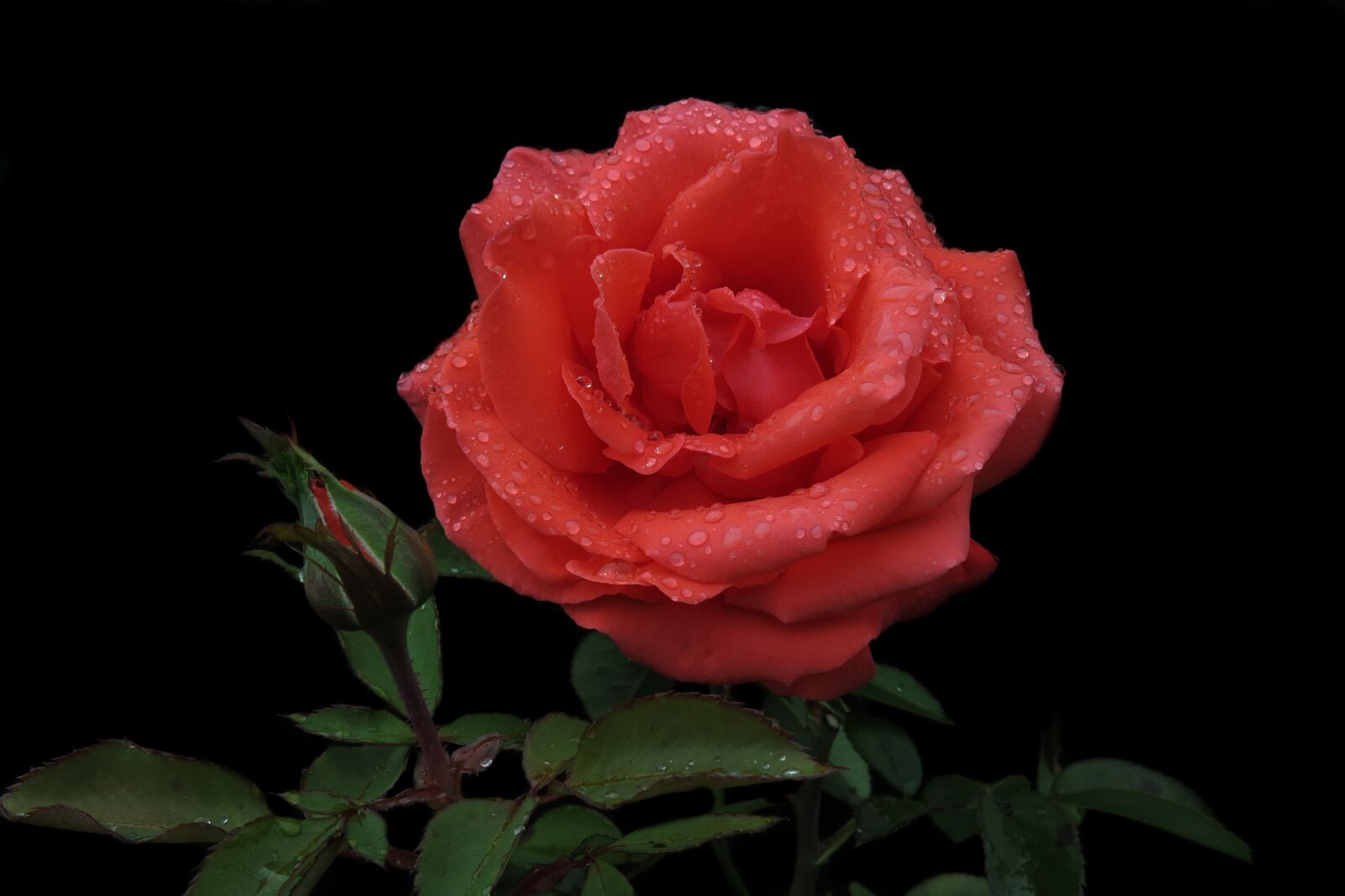 Canon PowerShot G15 sample photo. Rose, soft pink, red photography