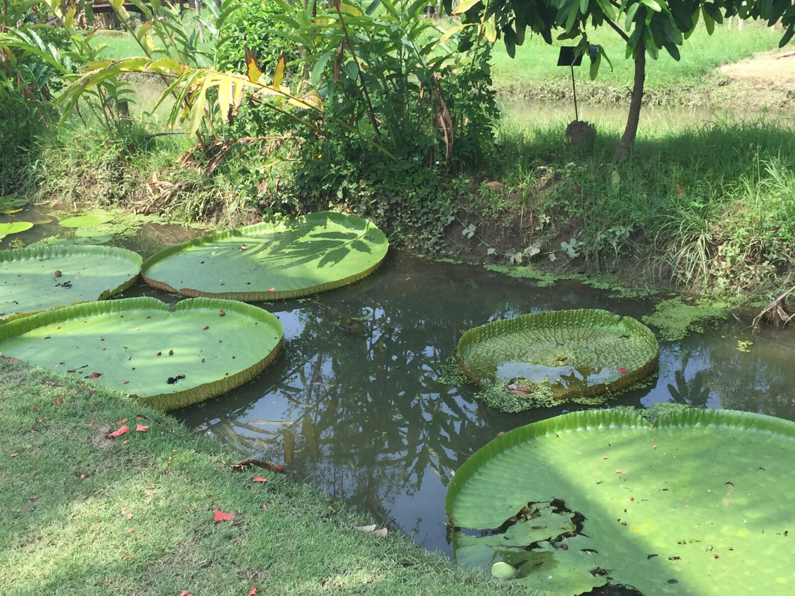 iPhone 6 Plus back camera 4.15mm f/2.2 sample photo. Lotus, leaves photography