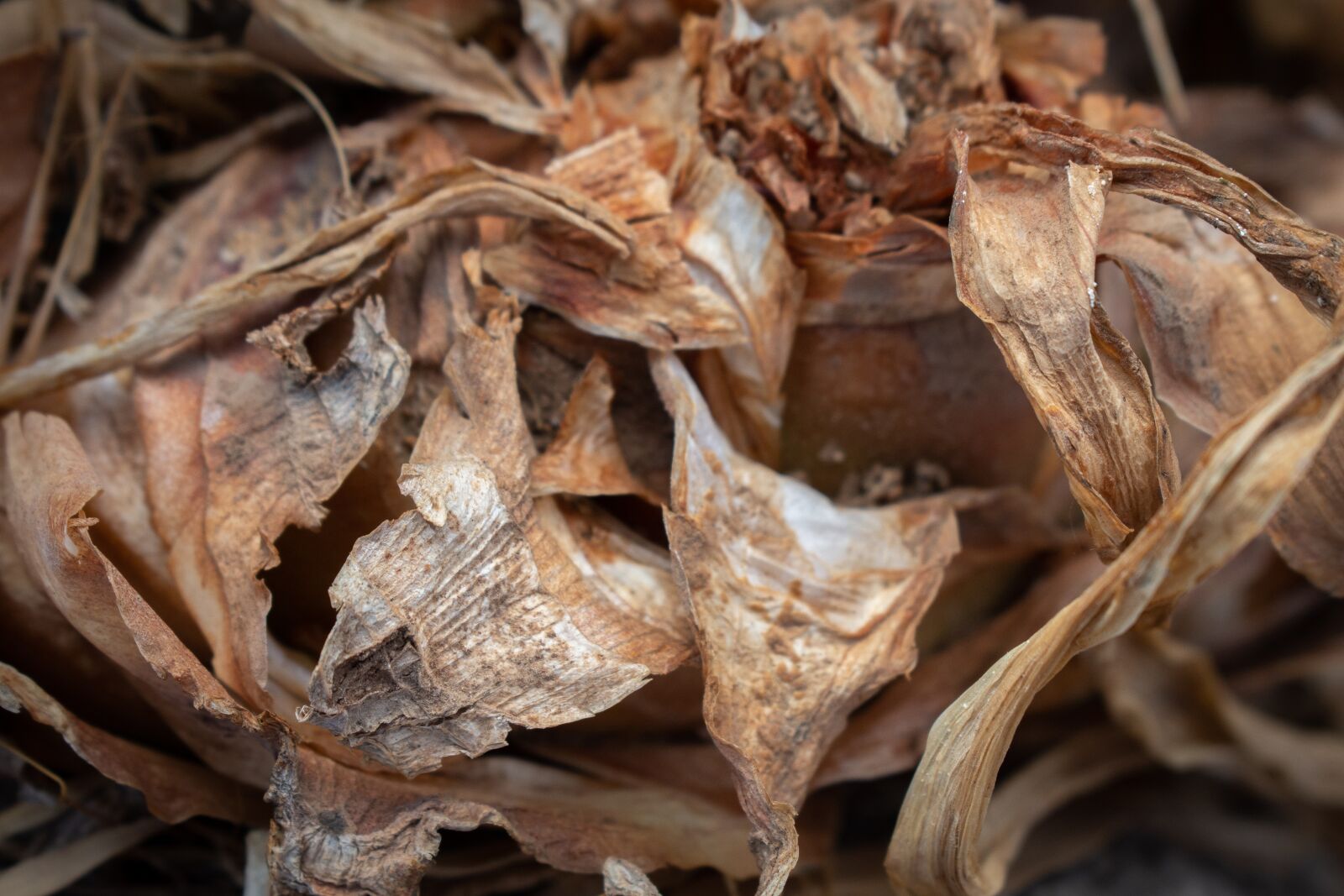 Nikon D7200 sample photo. Dry leaves, spring, autumn photography