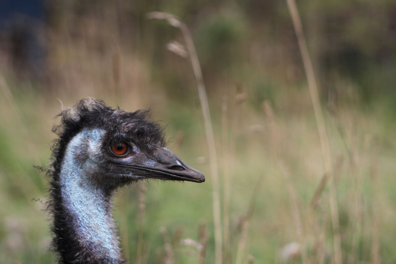 Canon EOS 600D (Rebel EOS T3i / EOS Kiss X5) sample photo. Emu, nature, bird photography