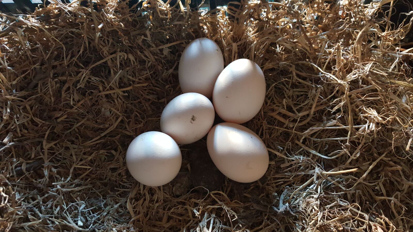 Samsung Galaxy Note5 sample photo. Eggs, bio, food photography