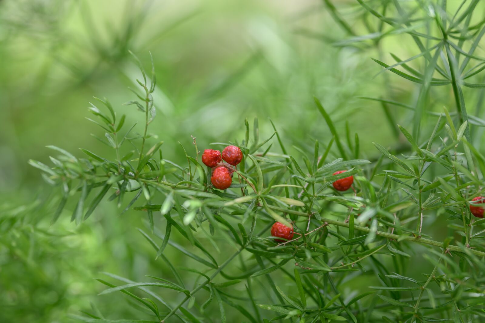 Nikon Z6 sample photo. Berry, bush, red photography