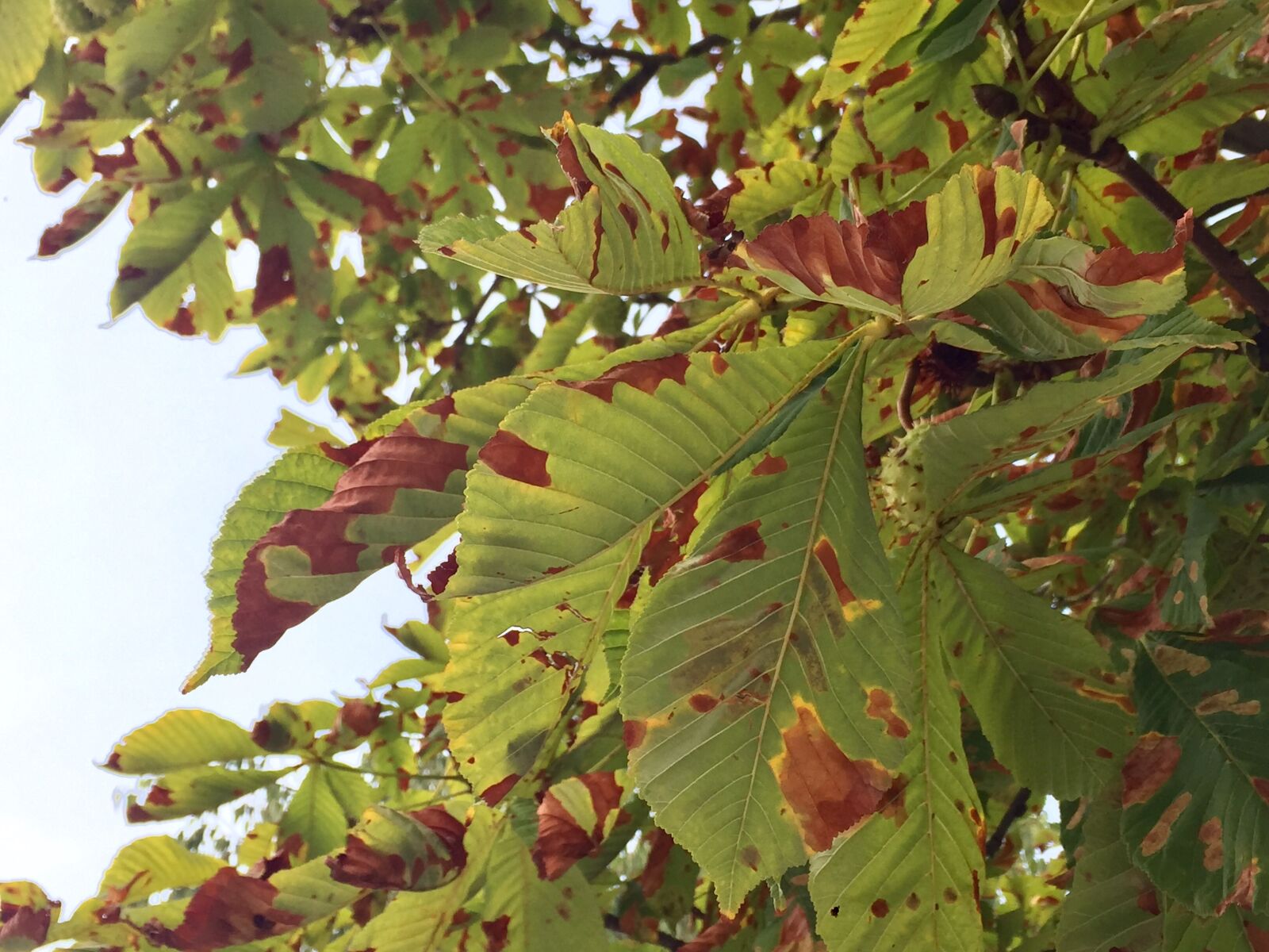 iPhone 6 Plus back camera 4.15mm f/2.2 sample photo