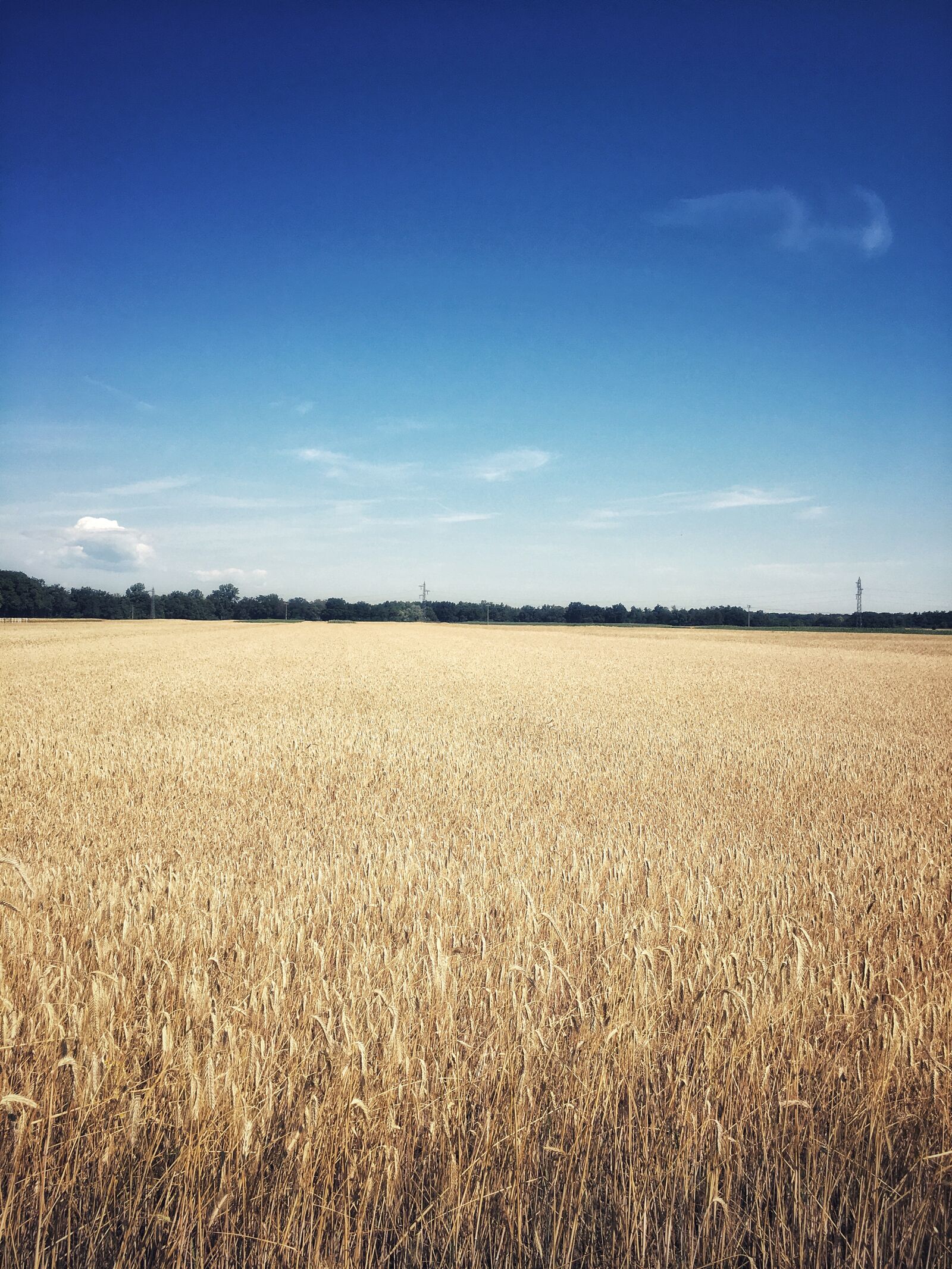 Apple iPhone 6s Plus sample photo. Field, sky, harvest photography