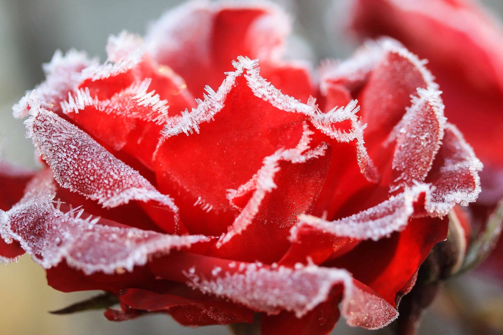 Canon EOS 1100D (EOS Rebel T3 / EOS Kiss X50) sample photo. Frost, macro, rose, nature photography