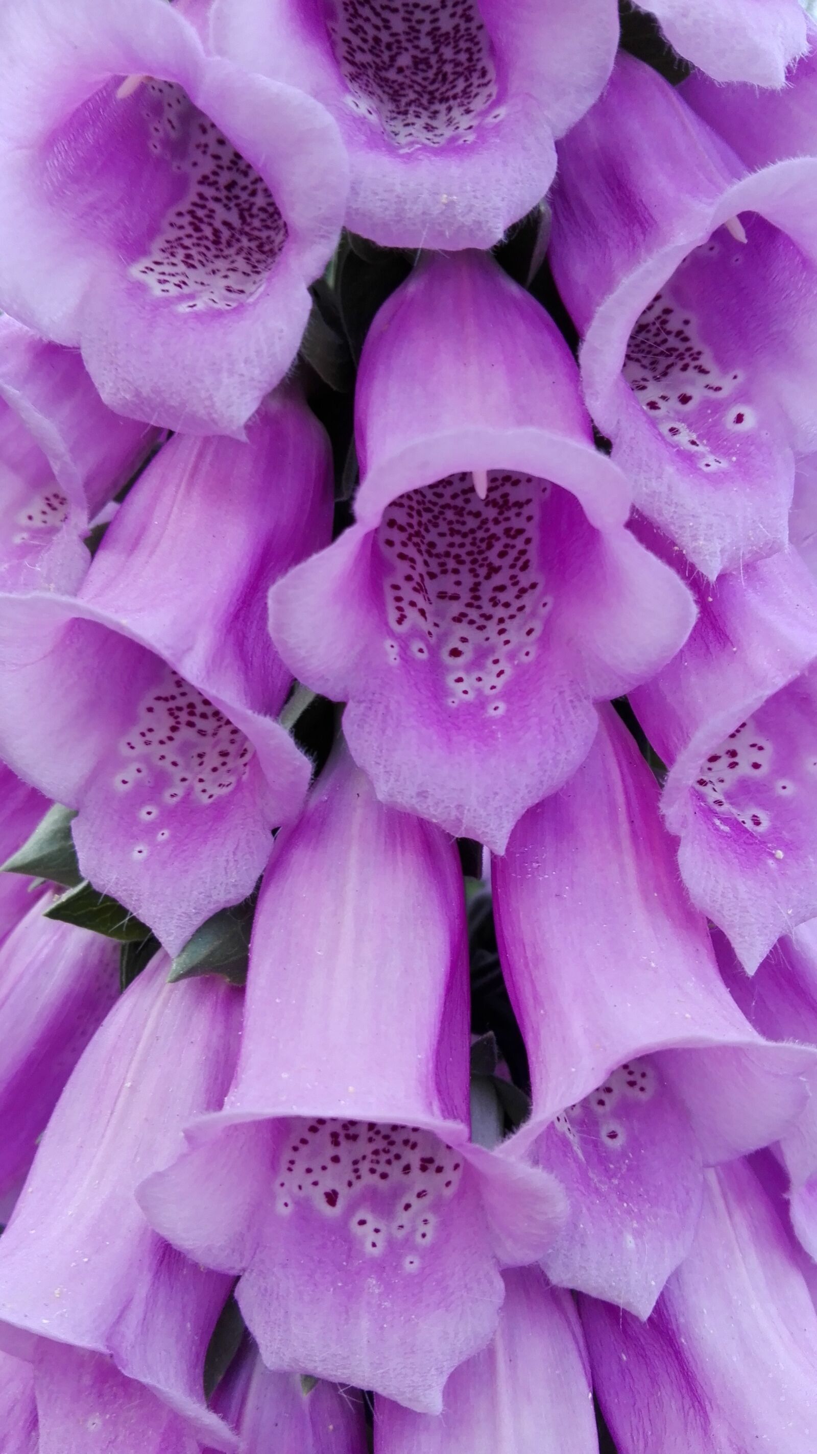 HUAWEI P8 Lite sample photo. Flower, nature, purple flower photography