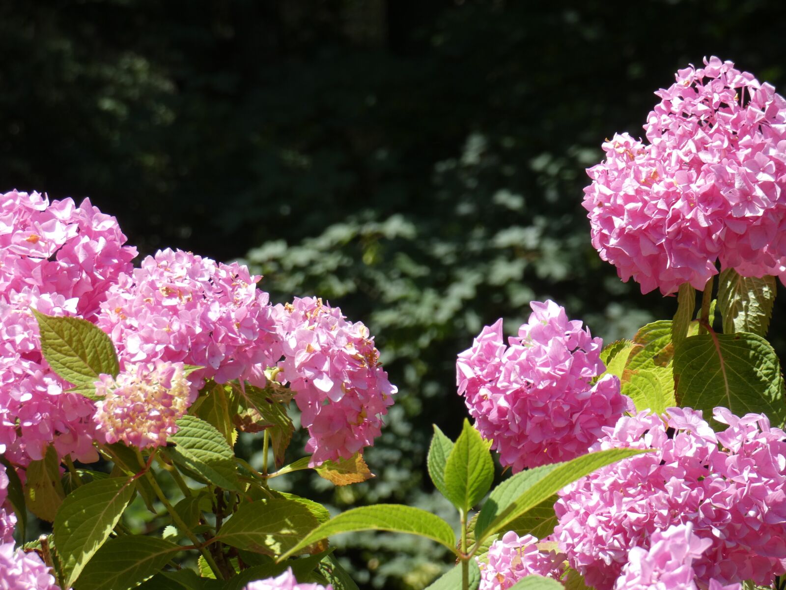 Panasonic DC-FZ83 sample photo. Hydrangea, pink, garden photography
