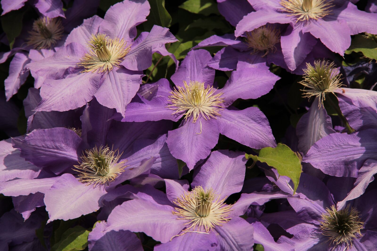 Canon EF-S 18-135mm F3.5-5.6 IS sample photo. Klem tisz, blue flower photography