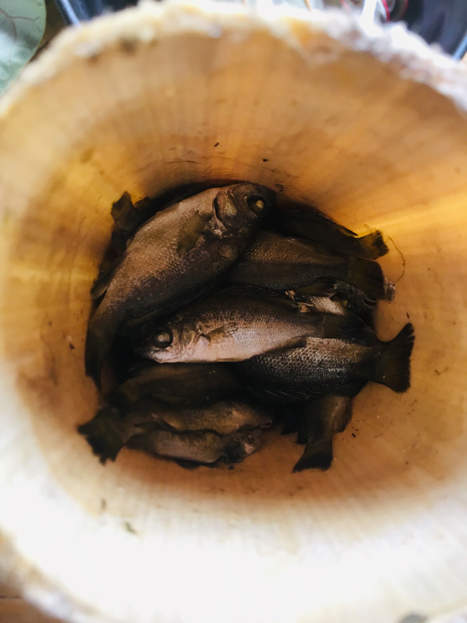 iPhone 6s Plus back camera 4.15mm f/2.2 sample photo. Native, food, leaf photography