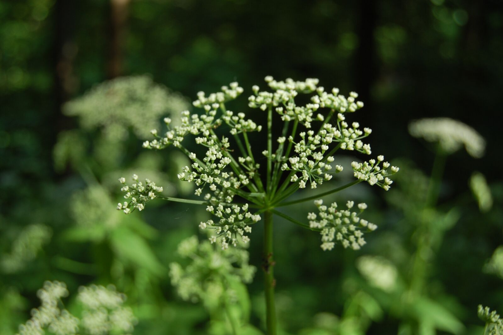 Nikon D40 sample photo. Nature, plant, flower photography