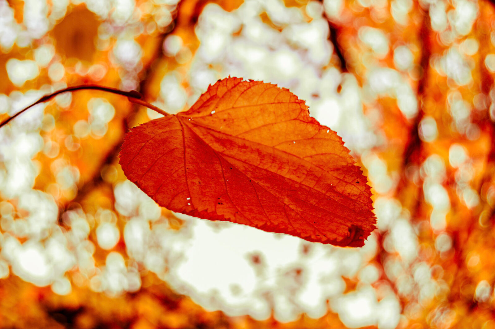 Nikon D3200 sample photo. Autumn, forest, galway, ireland photography