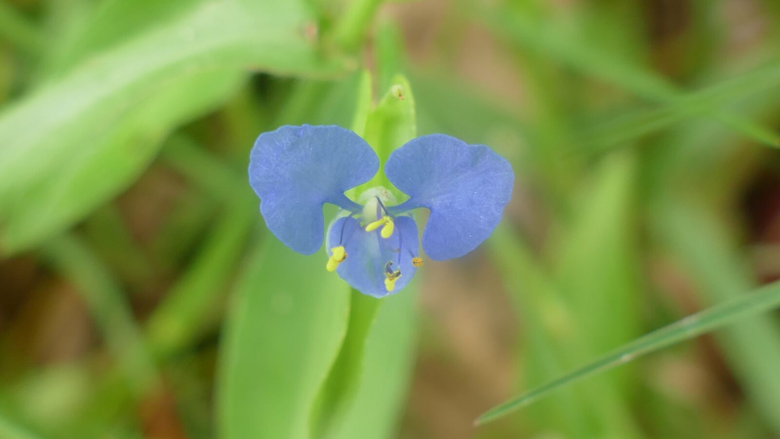 Panasonic Lumix DMC-FZ1000 sample photo. Wildflowers, flowers, nature photography