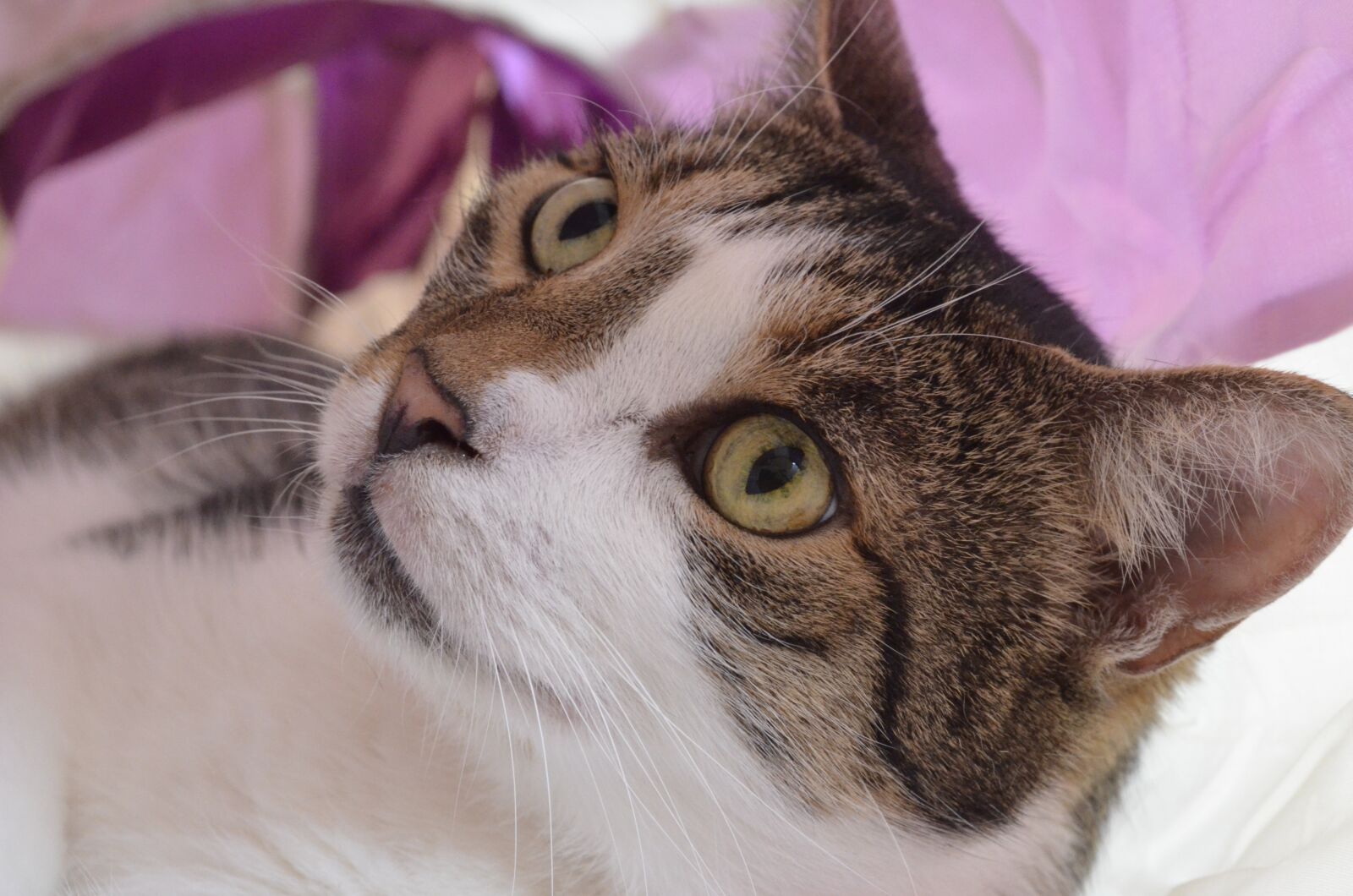 Nikon D5100 sample photo. Cat, pet photography