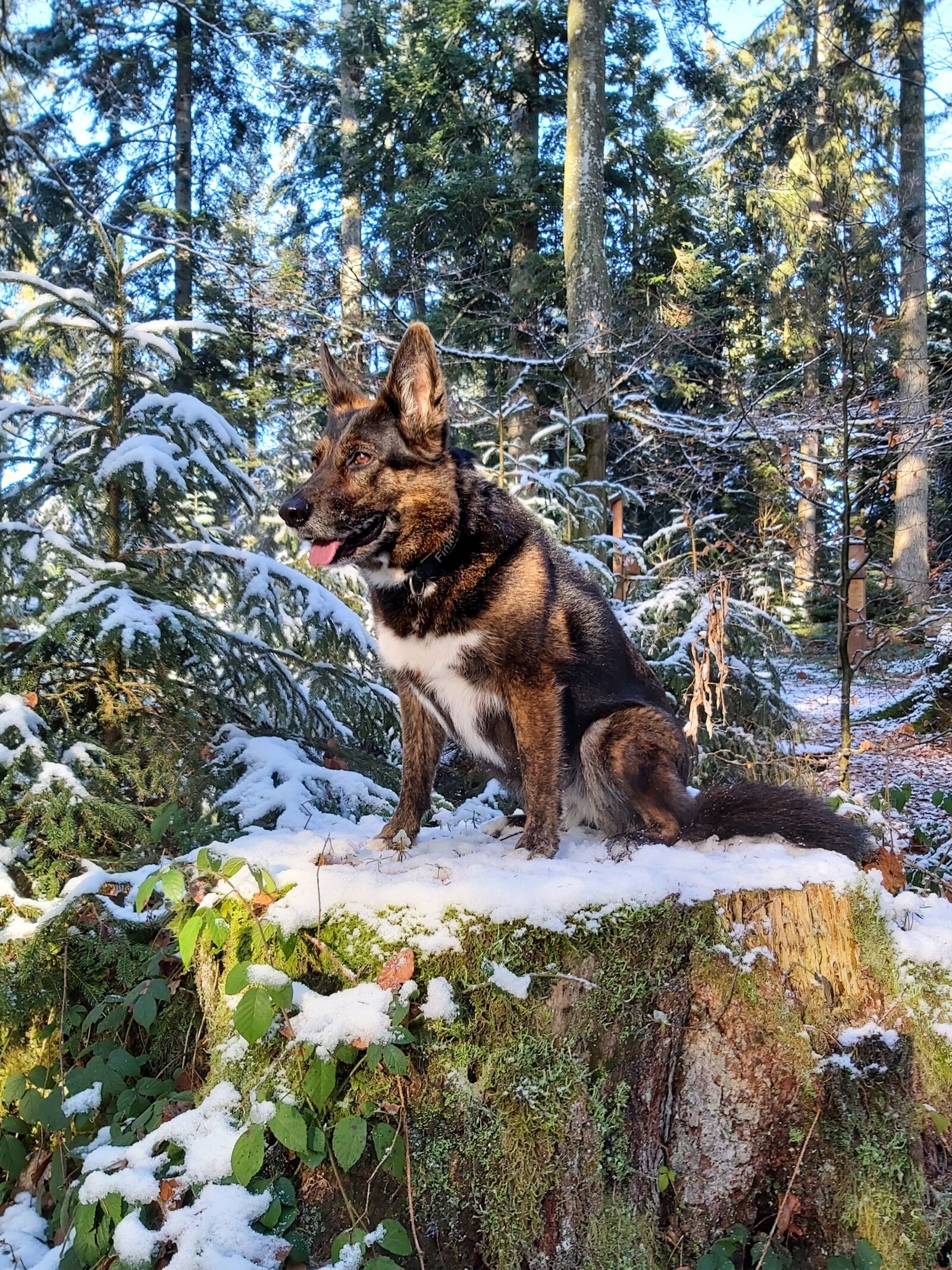 Samsung Galaxy A70 sample photo. Winter forest, snowy, dog photography