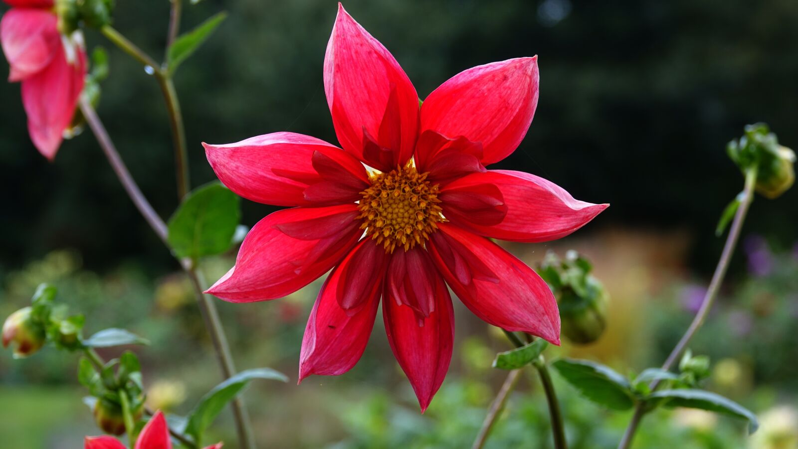 Sony Cyber-shot DSC-RX10 III sample photo. Dahlia, autumn flower, autumn photography