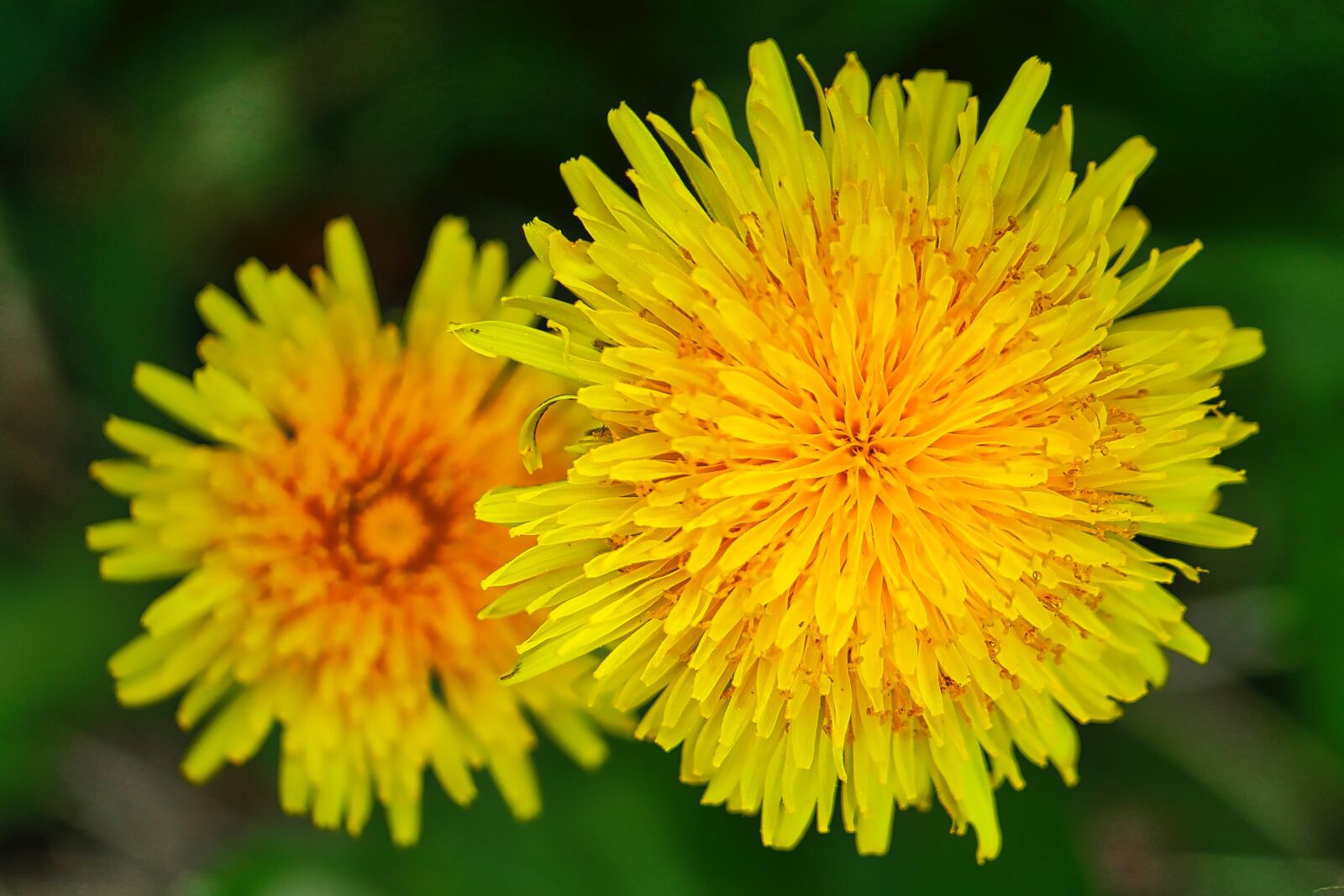 Panasonic Lumix DMC-GX8 sample photo. Nature, flower, dandelion photography