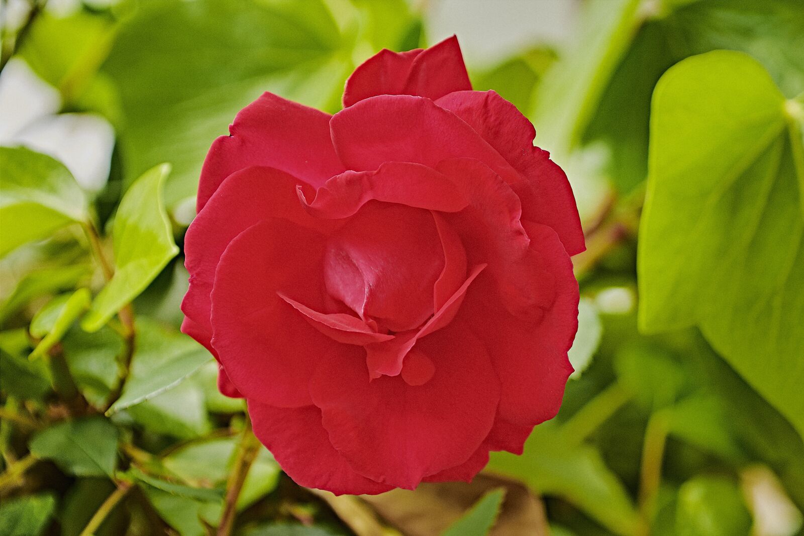 Nikon D7200 sample photo. Rosa, garden, roses photography