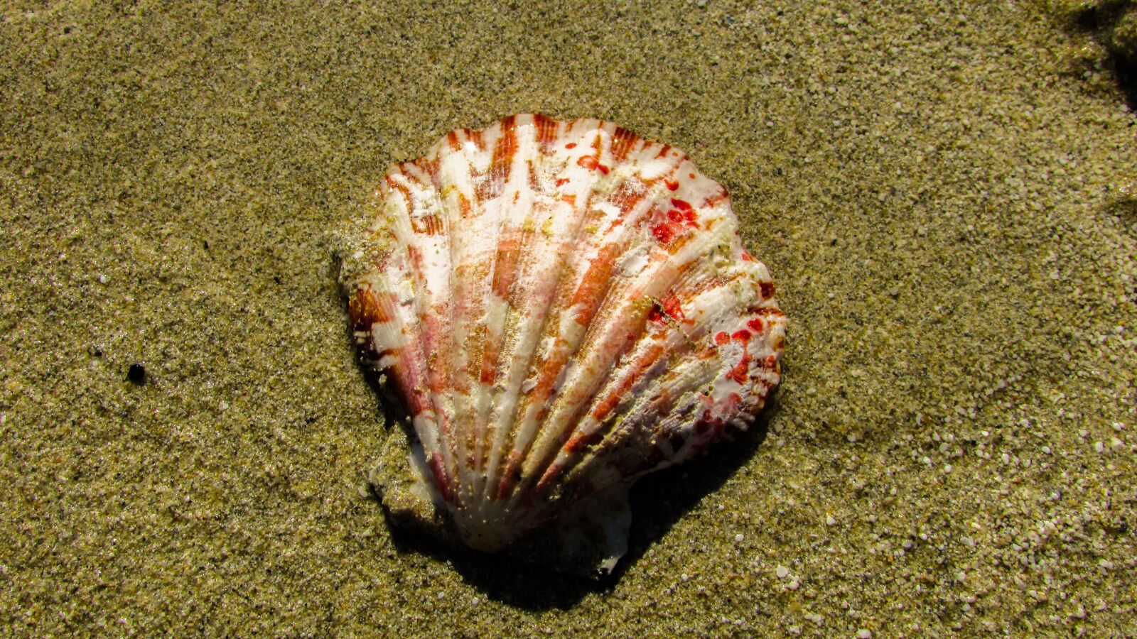 Canon PowerShot SX400 IS sample photo. Shell, beach, sand photography