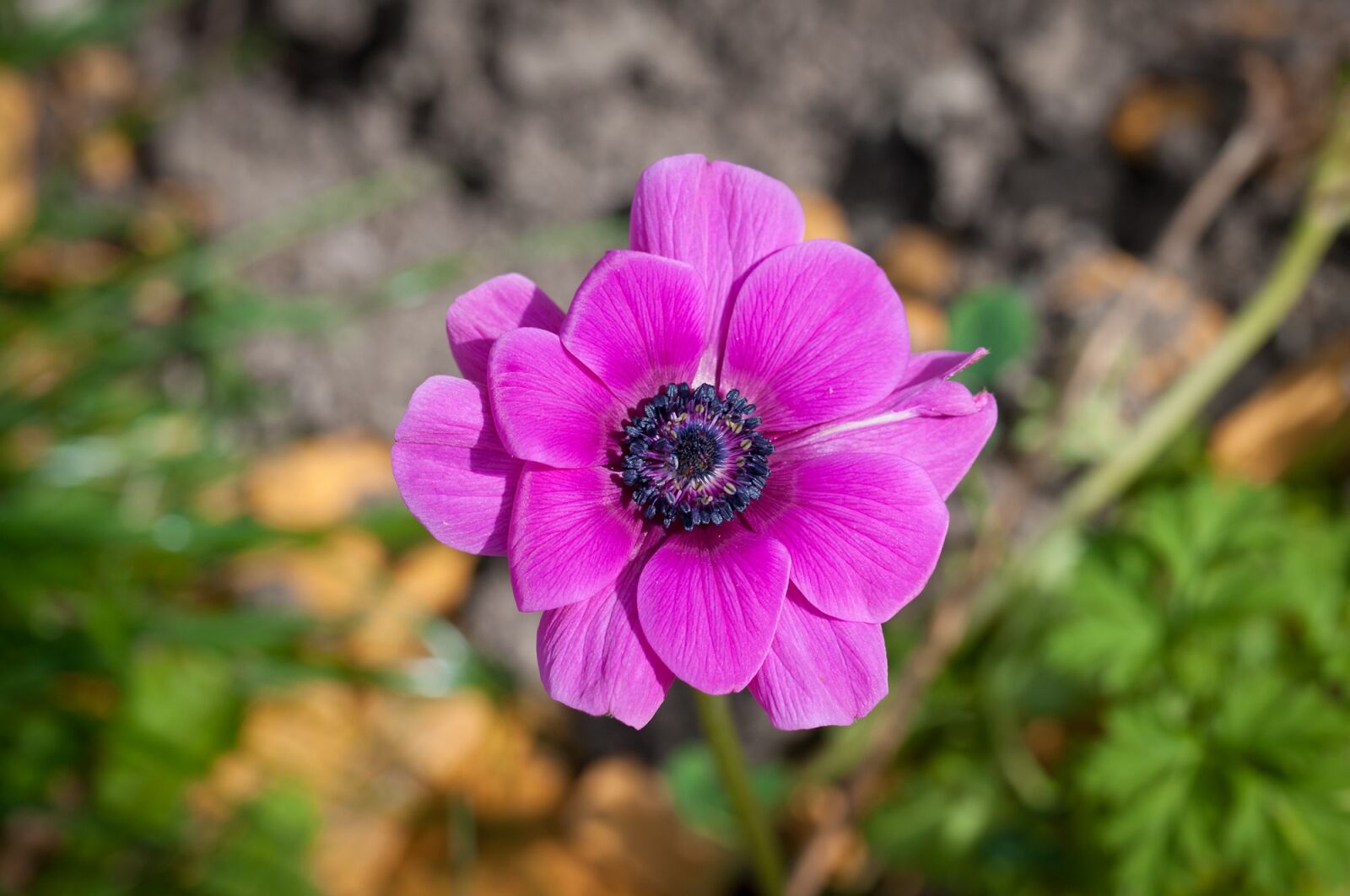 Nikon D90 sample photo. Flower, pink, blossom photography