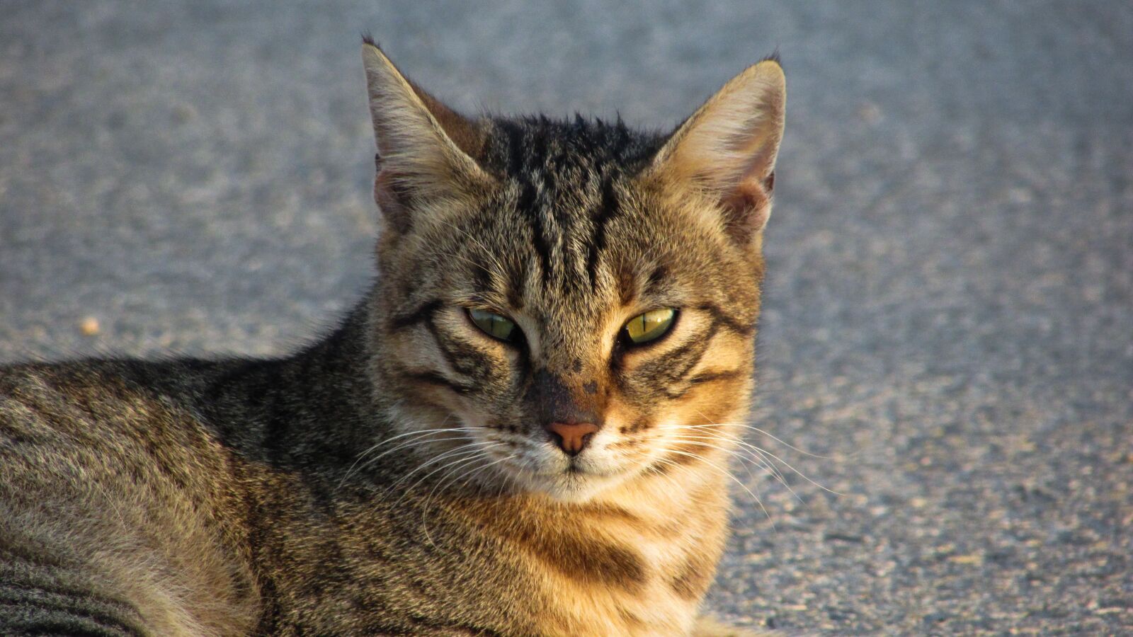 Canon PowerShot SX400 IS sample photo. Cat, stray, eyes photography