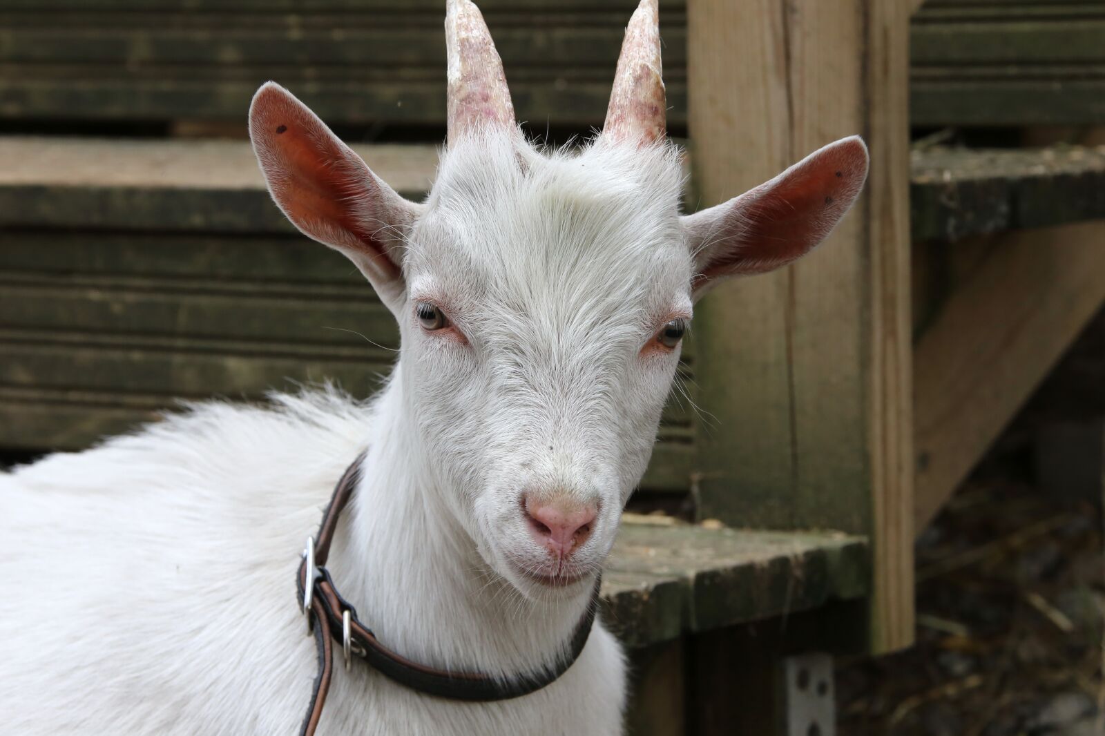 Canon EF 28-300mm F3.5-5.6L IS USM sample photo. Goat, kid, domestic animal photography